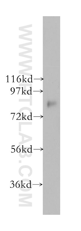 WB analysis of HEK-293 using 10920-1-AP