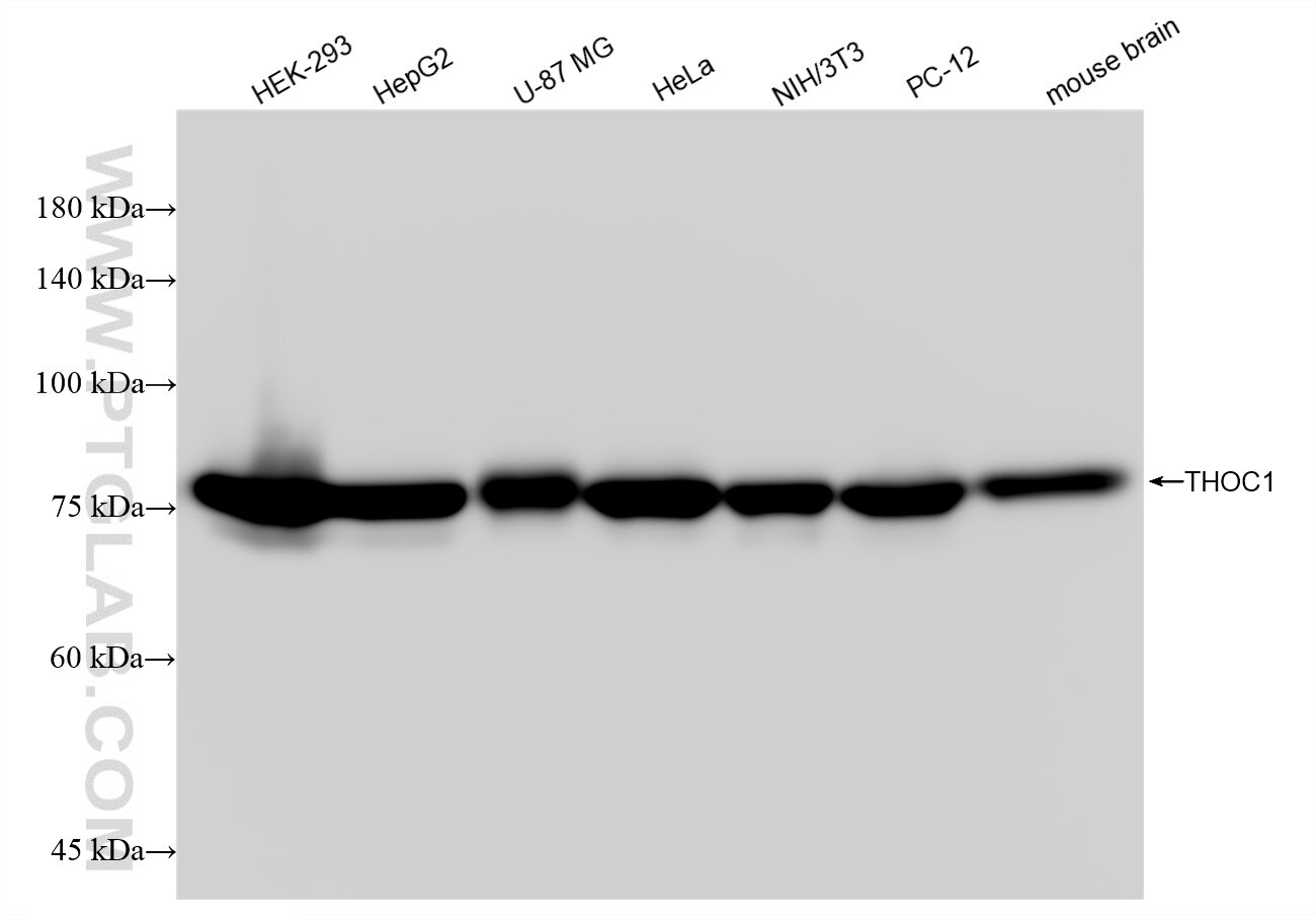 Western Blot (WB) analysis of various lysates using THOC1 Recombinant antibody (85642-5-RR)