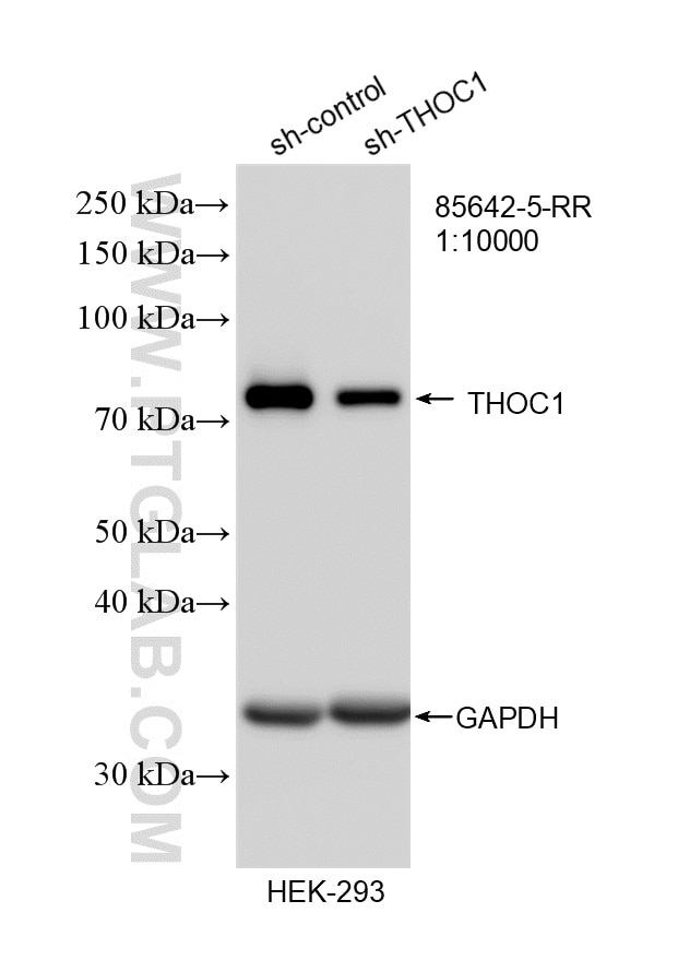 WB analysis of HEK-293 using 85642-5-RR (same clone as 85642-5-PBS) Western Blot (WB) analysis of HEK-293 cells using THOC1 Recombinant monoclonal antibody (85642-5-RR)