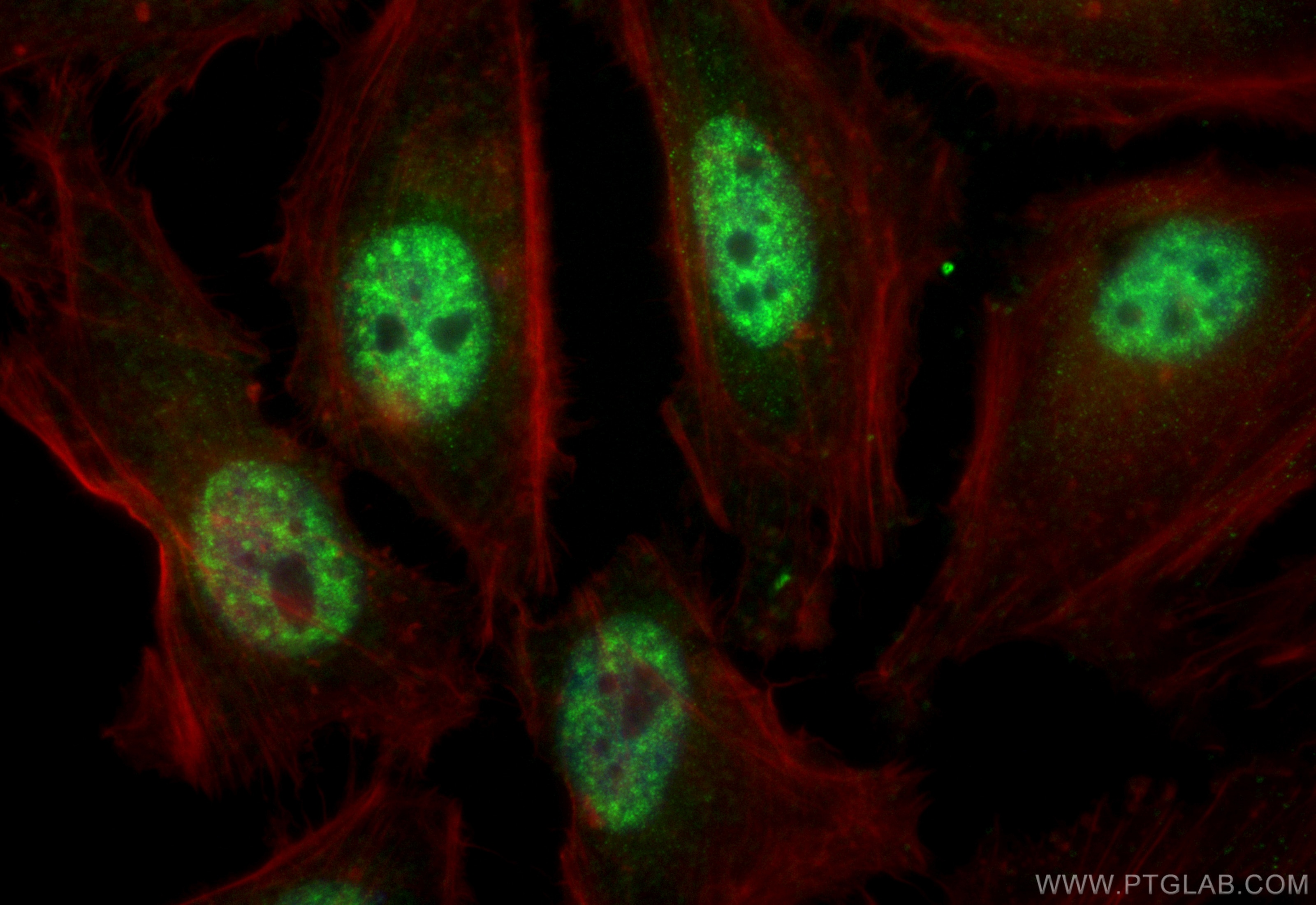 Immunofluorescence (IF) / fluorescent staining of HeLa cells using CoraLite® Plus 488-conjugated THOC1 Polyclonal ant (CL488-10920)