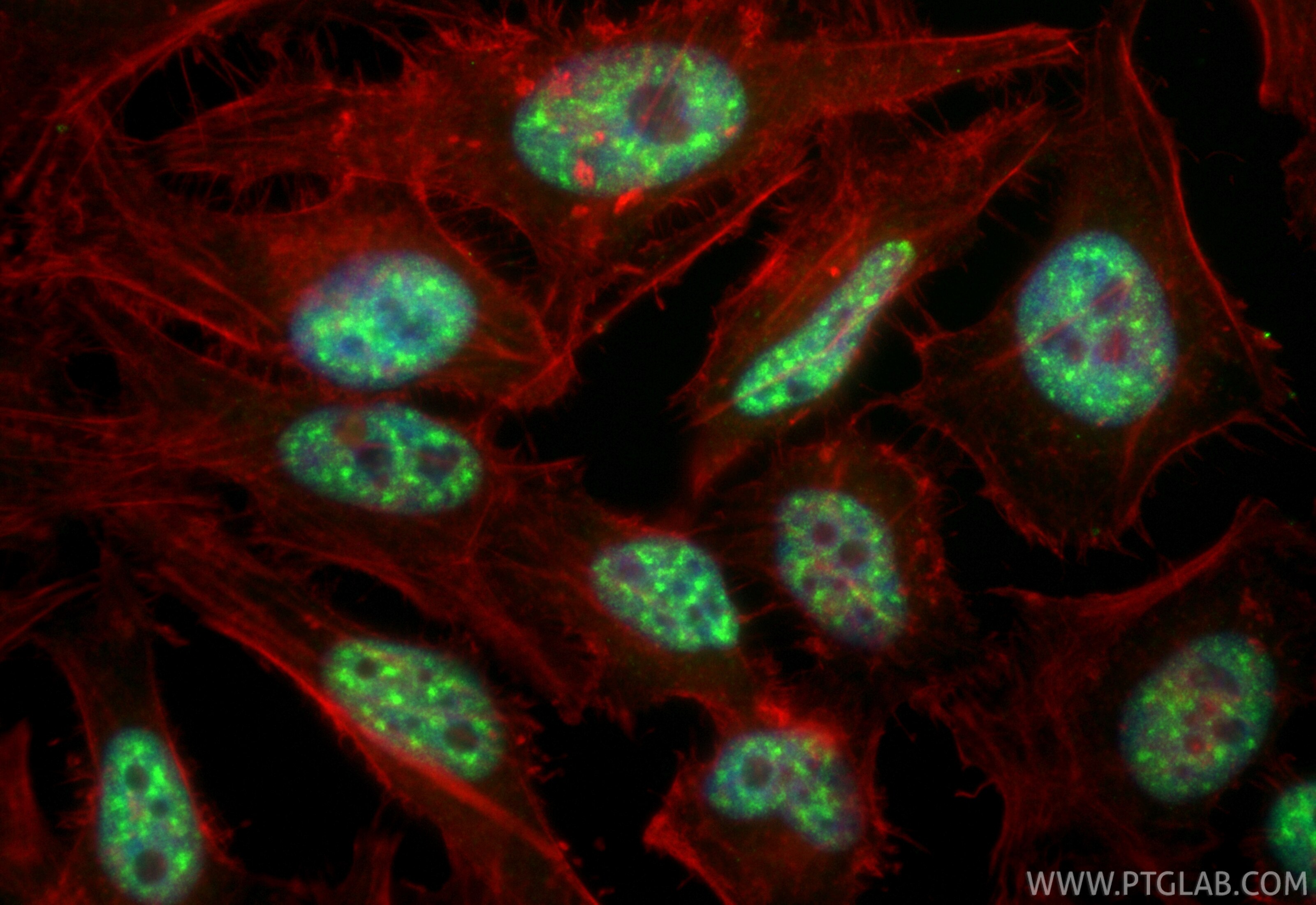 Immunofluorescent analysis of (4% PFA) fixed HeLa cells using CoraLite® Plus 488 THOC1 antibody (CL488-85642-5, Clone: 243161E9 ) at dilution of 1:200, CL594-Phalloidin (red). Immunofluorescence (IF) / fluorescent staining of HeLa cells using CoraLite® Plus 488-conjugated THOC1 Recombinant mo (CL488-85642-5)