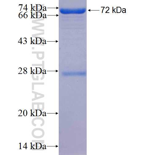THOC1 fusion protein Ag1352 SDS-PAGE