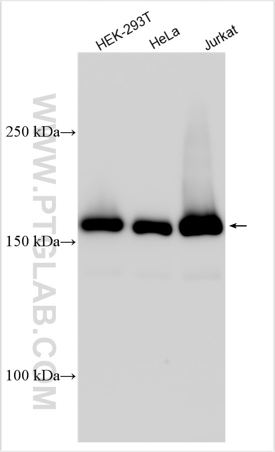 Western Blot (WB) analysis of various lysates using THOC2 Polyclonal antibody (55178-1-AP)