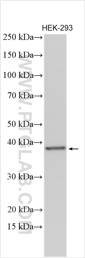 Western Blot (WB) analysis of various lysates using THOC3 Polyclonal antibody (11716-1-AP)