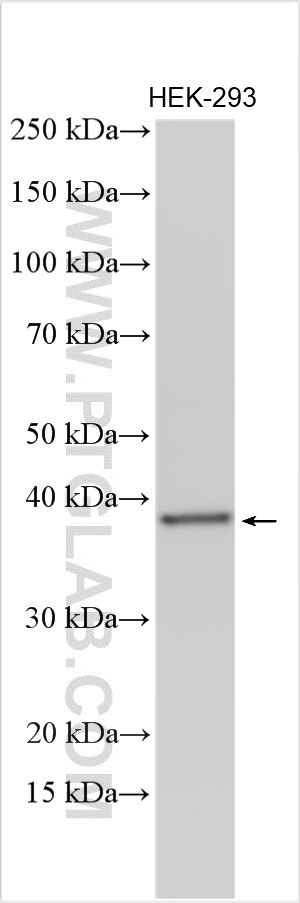 WB analysis using 11716-1-AP