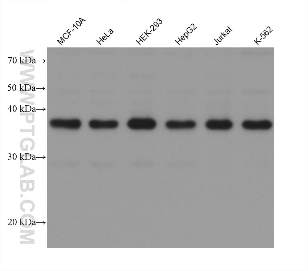 Western Blot (WB) analysis of various lysates using THOC3 Monoclonal antibody (68812-3-Ig)