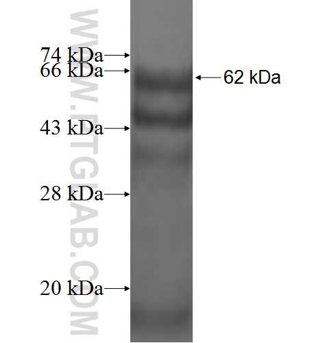THOC3 fusion protein Ag2289 SDS-PAGE