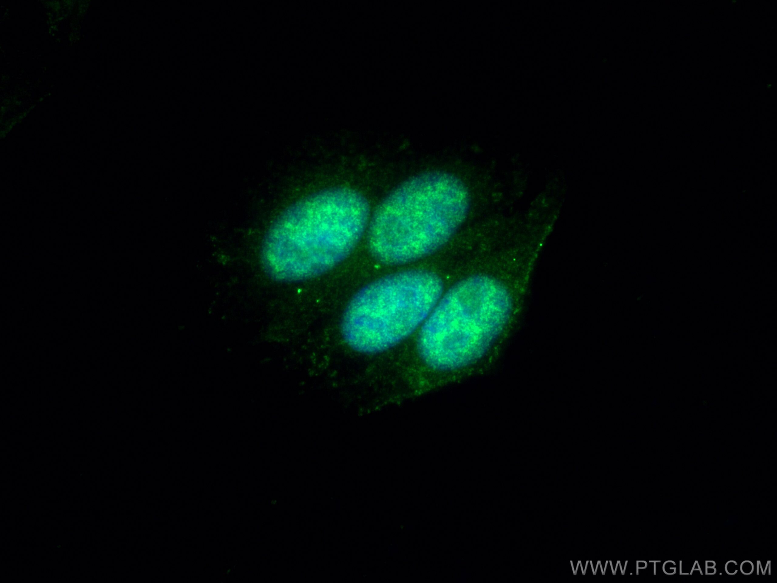 Immunofluorescence (IF) / fluorescent staining of HepG2 cells using THOC5 Polyclonal antibody (14862-1-AP)