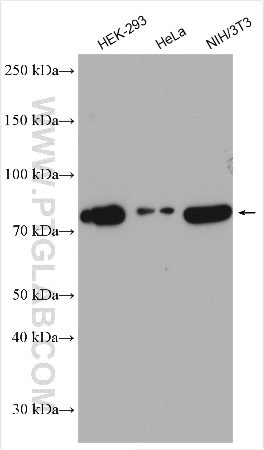 Western Blot (WB) analysis of various lysates using THOC5 Polyclonal antibody (14862-1-AP)