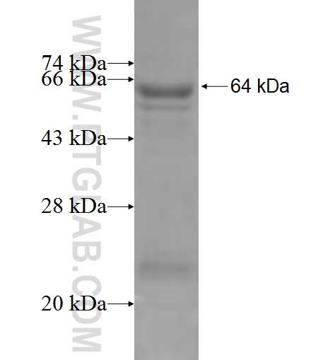 THOC5 fusion protein Ag6664 SDS-PAGE