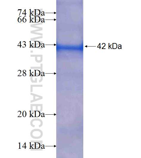 THOC5 fusion protein Ag6781 SDS-PAGE