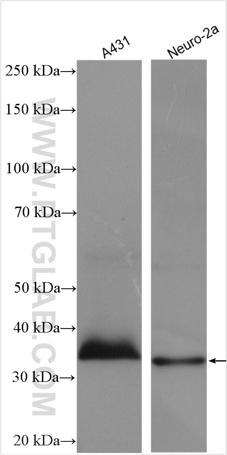 Western Blot (WB) analysis of various lysates using THOC6 Polyclonal antibody (15316-1-AP)