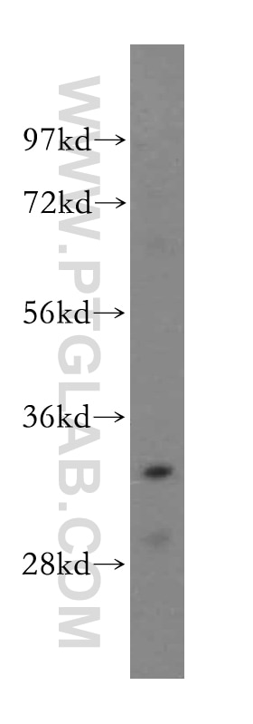 Western Blot (WB) analysis of mouse ovary tissue using THOC6 Polyclonal antibody (15316-1-AP)