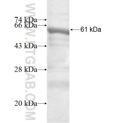 THOC6 fusion protein Ag7561 SDS-PAGE
