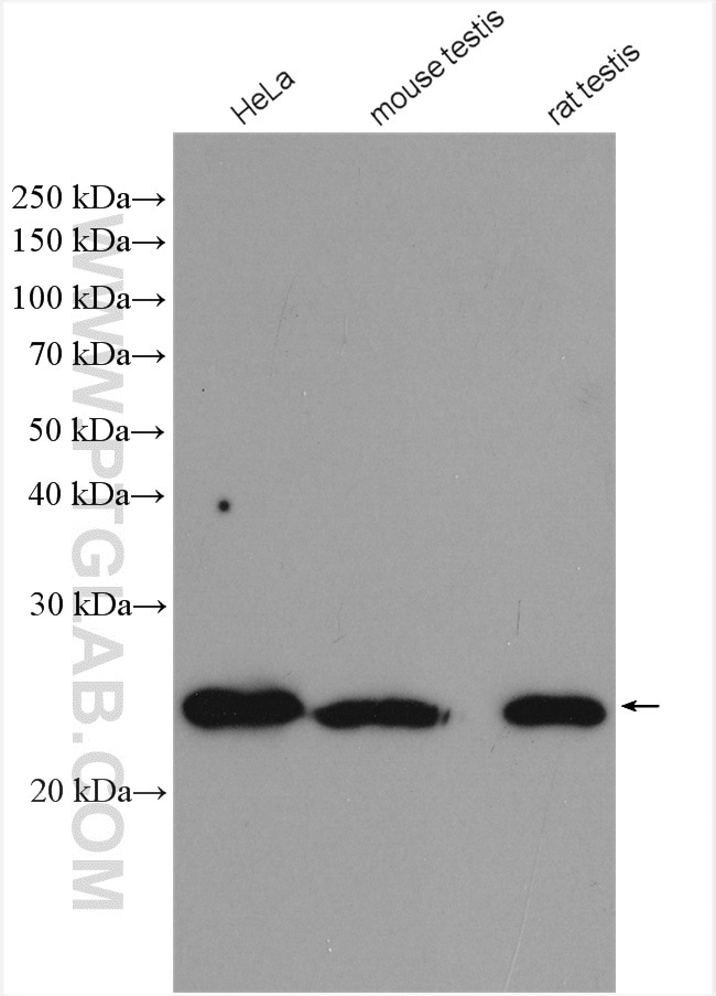 Western Blot (WB) analysis of various lysates using THOC7 Polyclonal antibody (17881-1-AP)