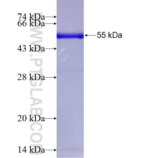 THOC7 fusion protein Ag11795 SDS-PAGE