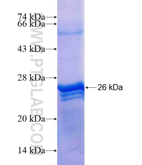 THOC7 fusion protein Ag12024 SDS-PAGE