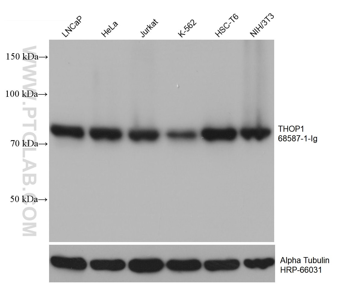 Western Blot (WB) analysis of various lysates using THOP1 Monoclonal antibody (68587-1-Ig)