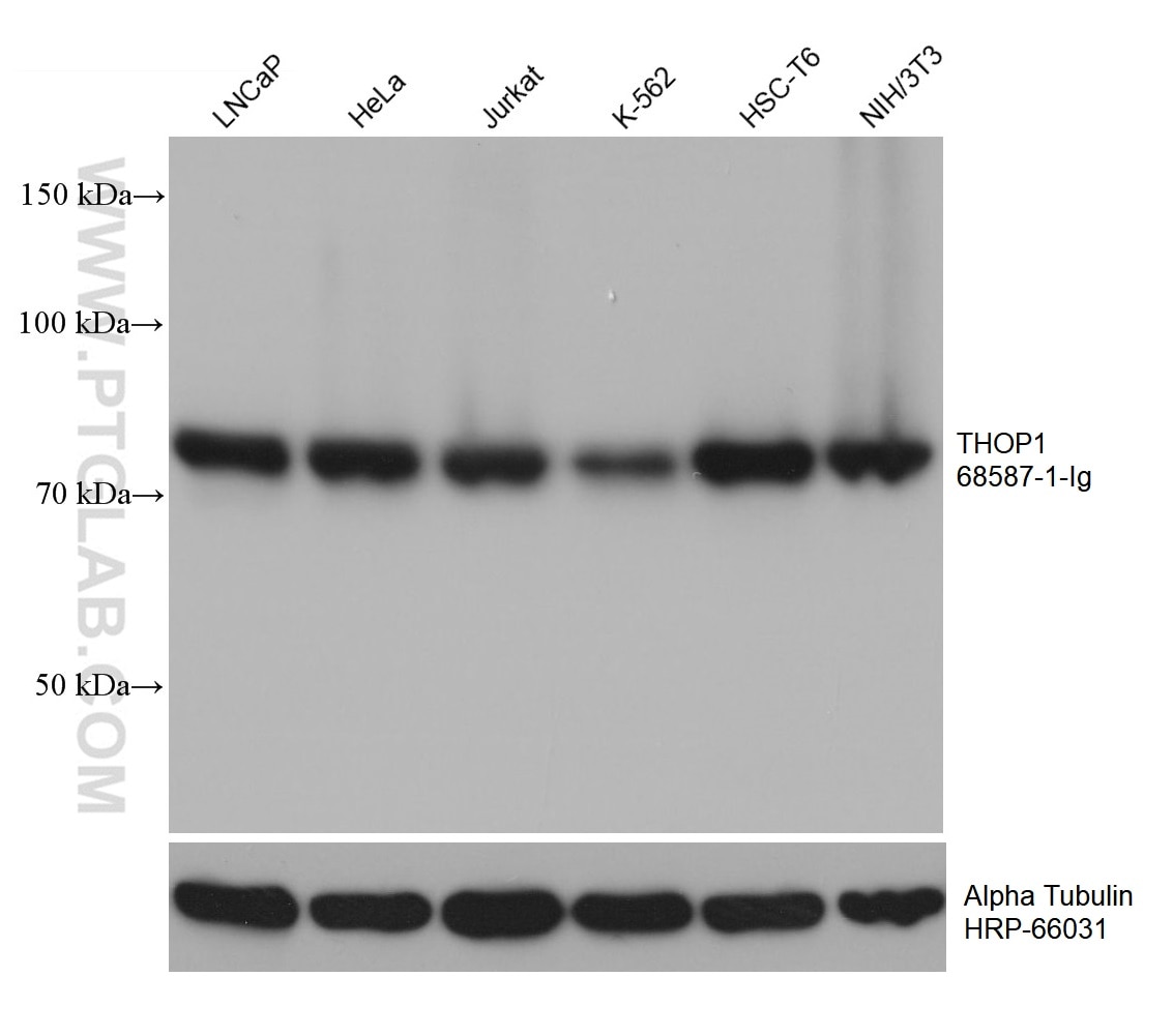 WB analysis using 68587-1-Ig