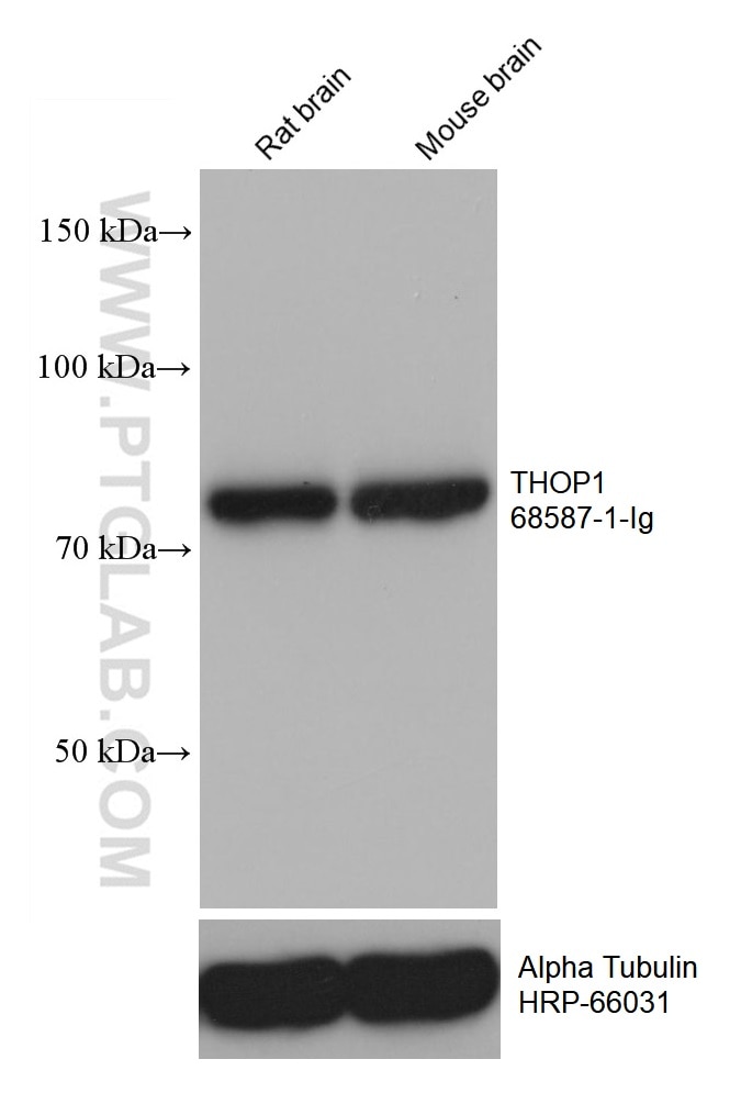 Western Blot (WB) analysis of various lysates using THOP1 Monoclonal antibody (68587-1-Ig)