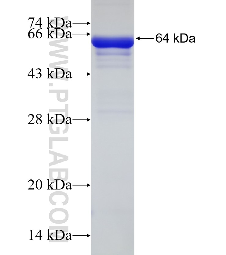 THOP1 fusion protein Ag2268 SDS-PAGE