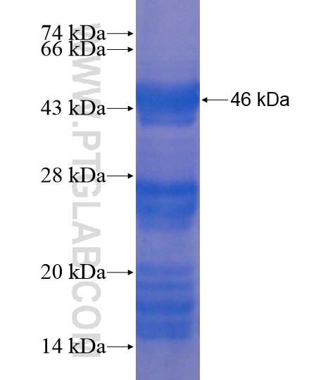 THPO fusion protein Ag18592 SDS-PAGE