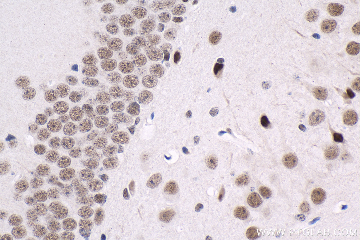 Immunohistochemistry (IHC) staining of mouse brain tissue using THRA Monoclonal antibody (66703-1-Ig)