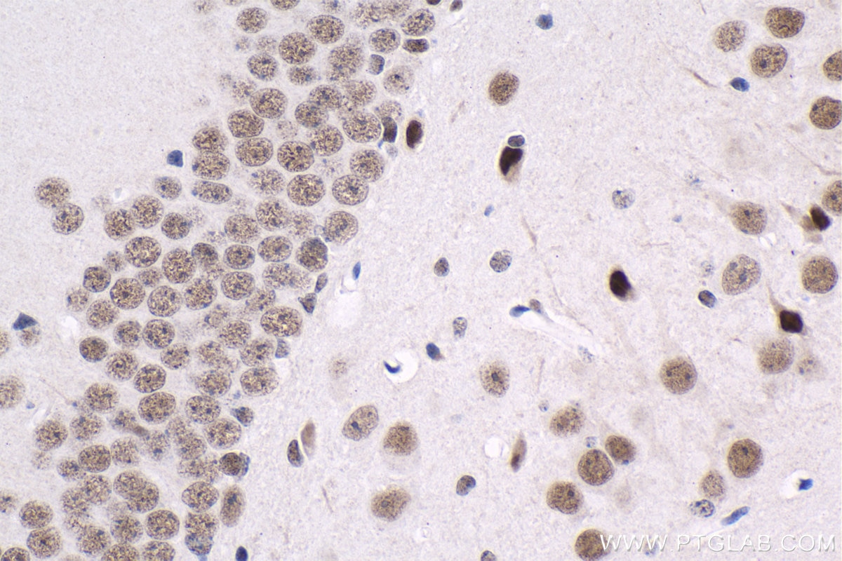 IHC staining of mouse brain using 66703-1-Ig