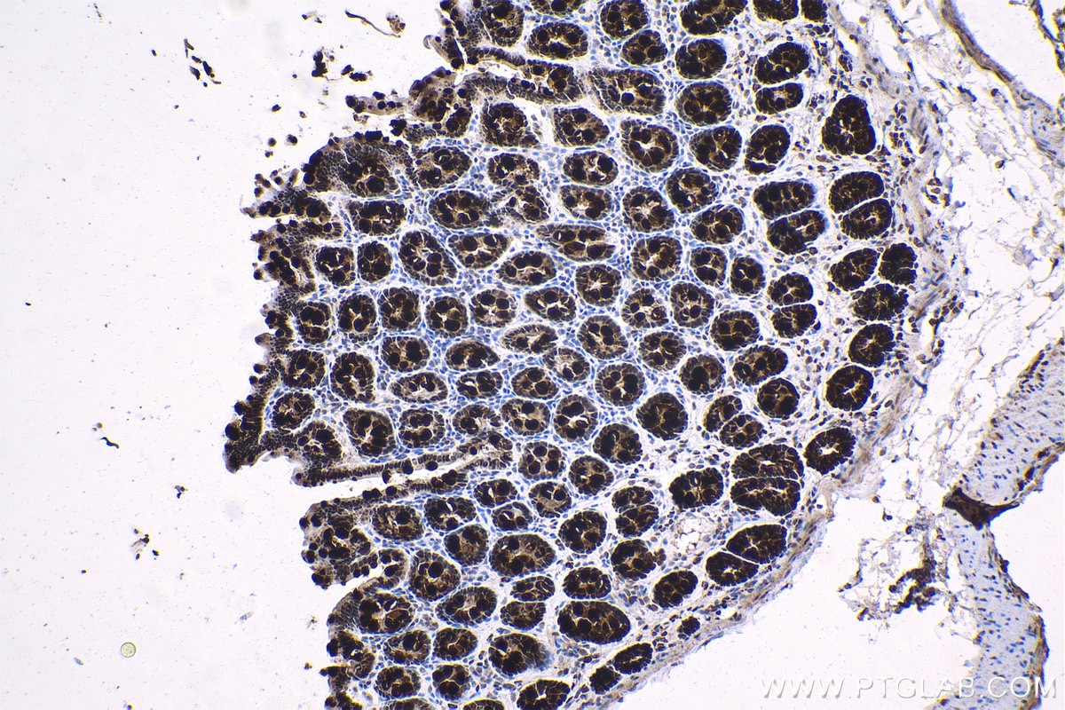 Immunohistochemistry (IHC) staining of rat colon tissue using THRA Monoclonal antibody (66703-1-Ig)