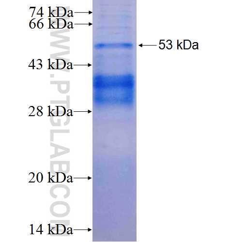 THRA fusion protein Ag0182 SDS-PAGE