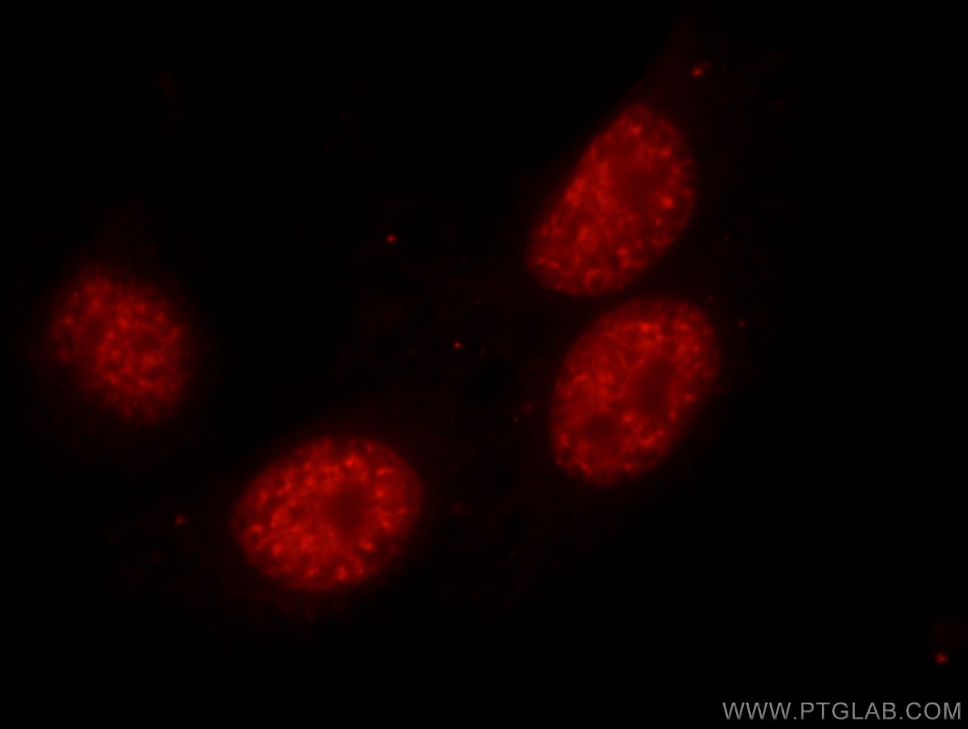 Immunofluorescence (IF) / fluorescent staining of HepG2 cells using THRAP3 Polyclonal antibody (19744-1-AP)