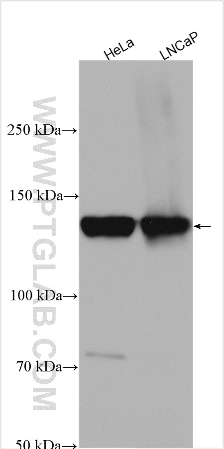 Western Blot (WB) analysis of various lysates using THRAP3 Polyclonal antibody (19744-1-AP)