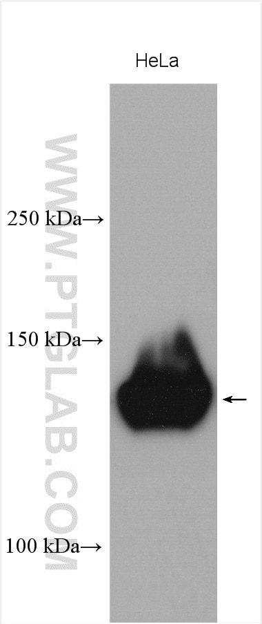 Western Blot (WB) analysis of various lysates using THRAP3 Polyclonal antibody (19744-1-AP)