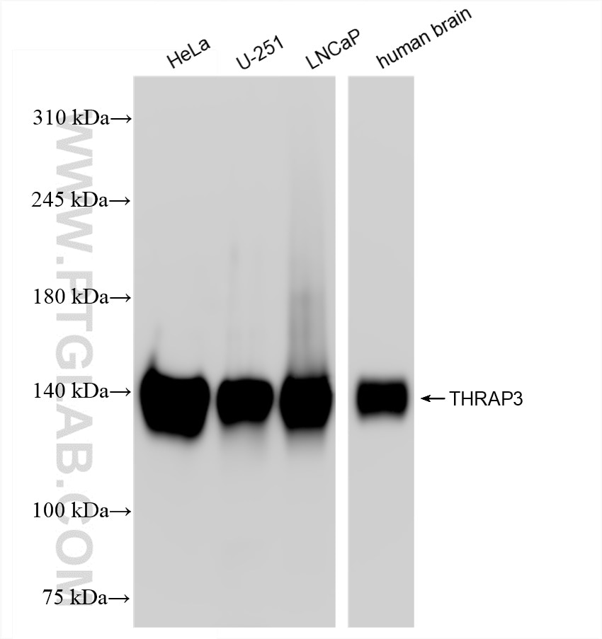 Western Blot (WB) analysis of various lysates using THRAP3 Recombinant antibody (85093-1-RR)