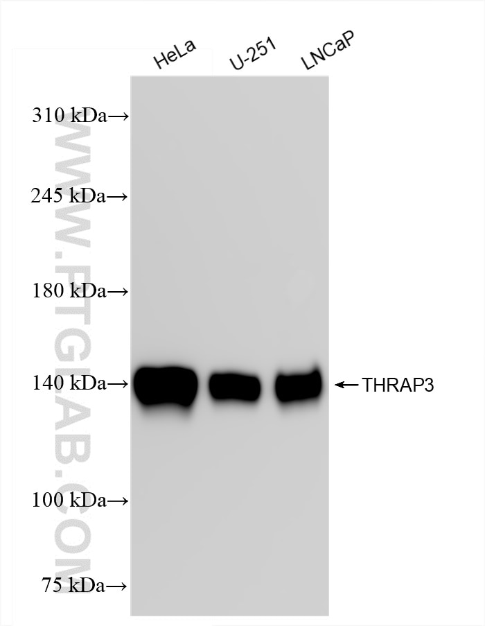 Western Blot (WB) analysis of various lysates using THRAP3 Recombinant antibody (85093-2-RR)