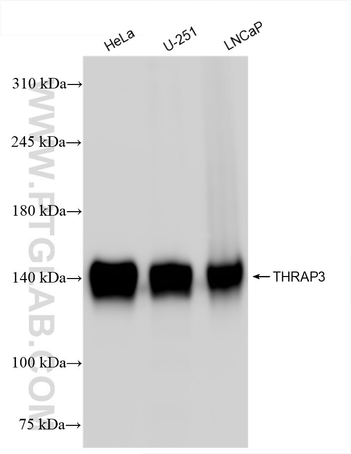 Western Blot (WB) analysis of various lysates using THRAP3 Recombinant antibody (85093-3-RR)