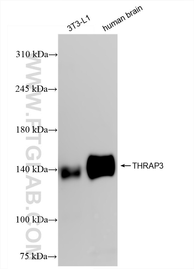 Western Blot (WB) analysis of various lysates using THRAP3 Recombinant antibody (85093-3-RR)