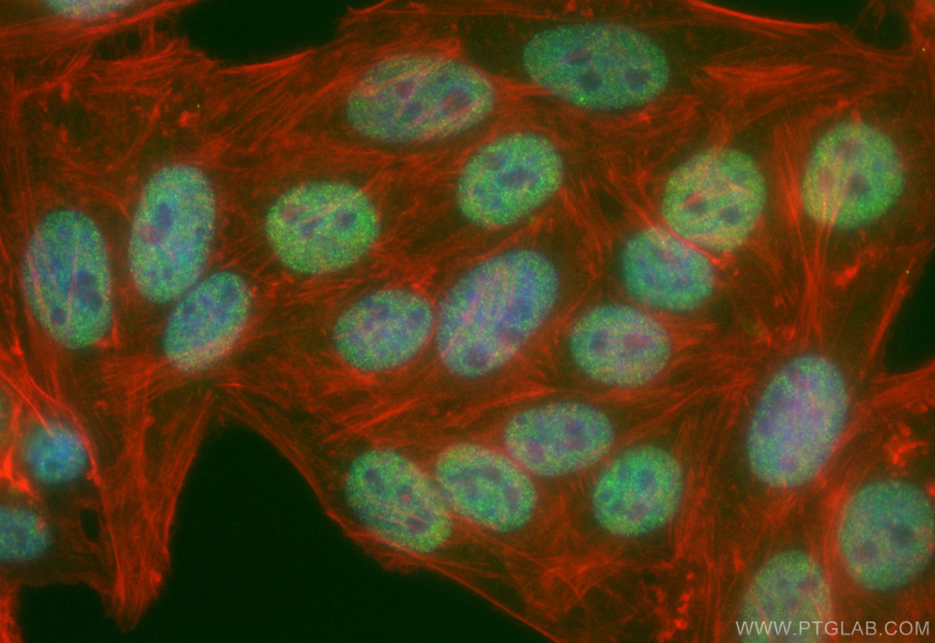 Immunofluorescence (IF) / fluorescent staining of HepG2 cells using CoraLite® Plus 488-conjugated THRAP3 Recombinant a (CL488-85093-2)
