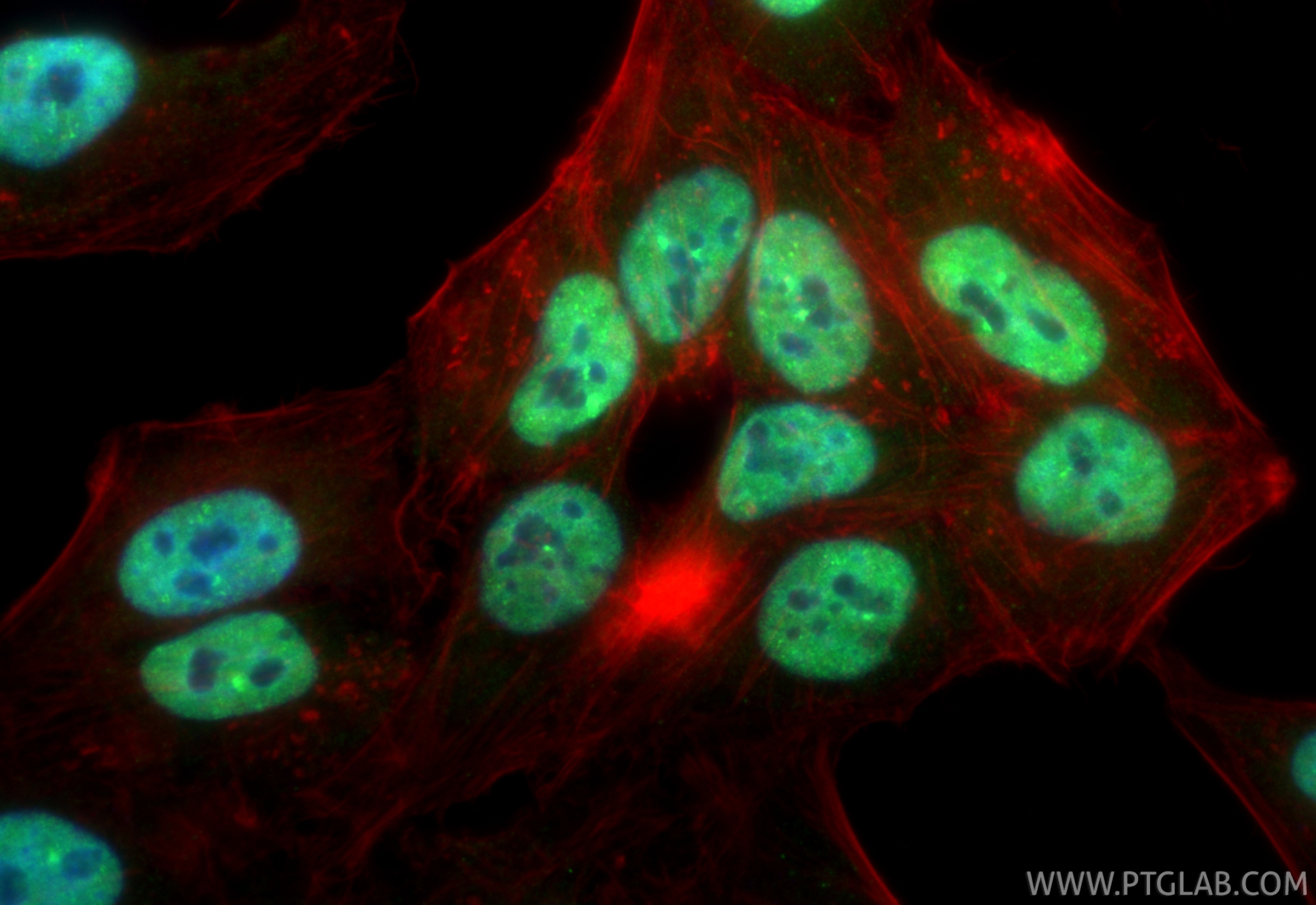 Immunofluorescent analysis of (4% PFA) fixed HepG2 cells using CoraLite® Plus 488 THRAP3 antibody (CL488-85093, Clone: 242268B5 ) at dilution of 1:200, CL594-Phalloidin (red). Immunofluorescence (IF) / fluorescent staining of HepG2 cells using CoraLite® Plus 488-conjugated THRAP3 Recombinant m (CL488-85093)