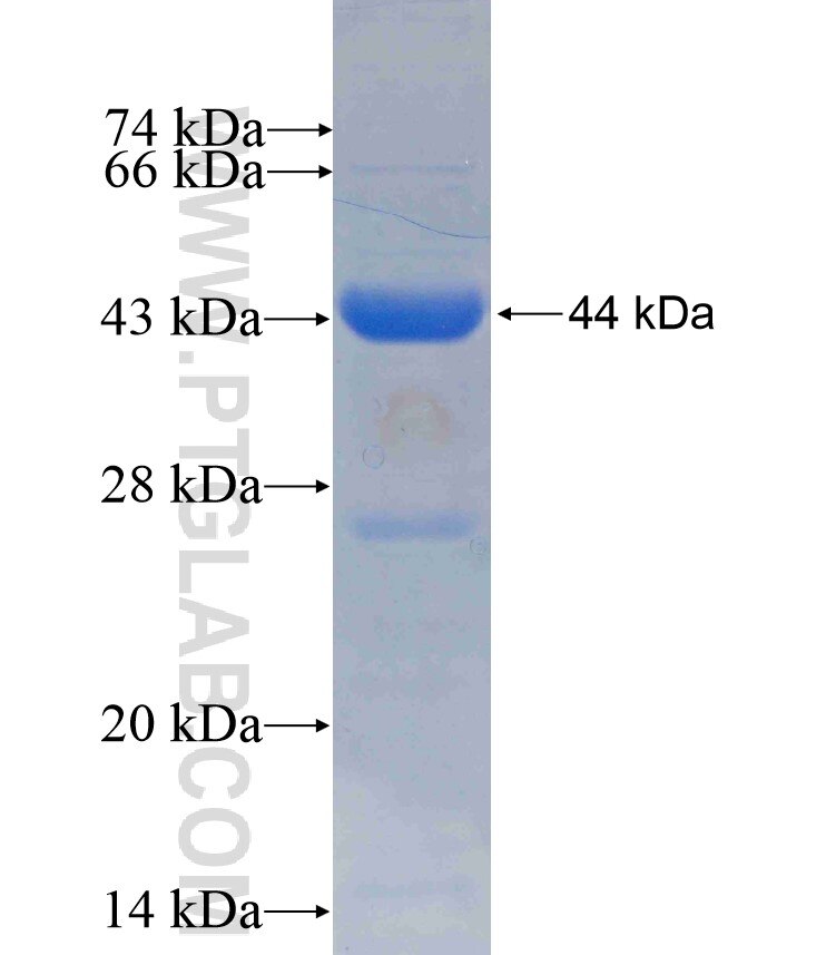 THRB fusion protein Ag16276 SDS-PAGE