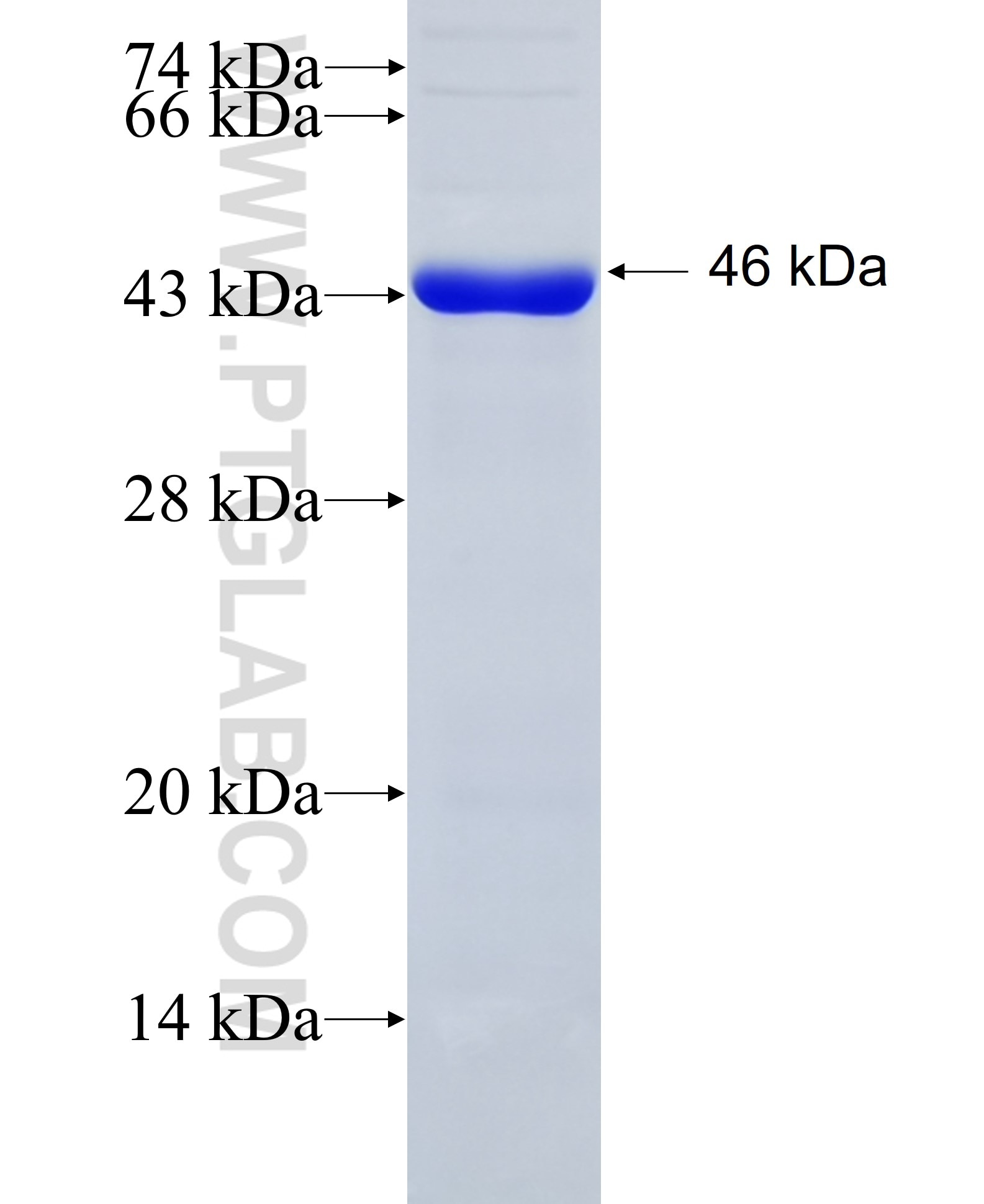 THRB fusion protein Ag16276 SDS-PAGE