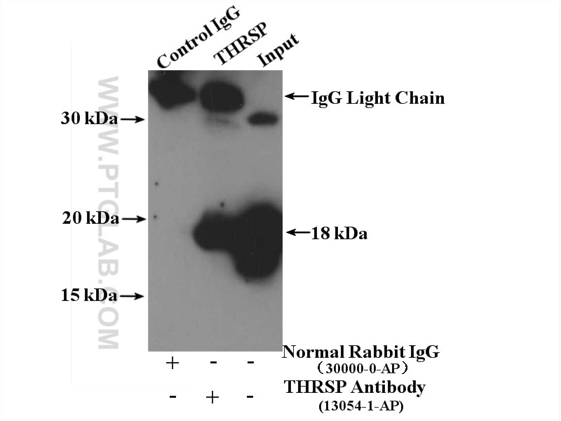 Immunoprecipitation (IP) experiment of mouse liver tissue using THRSP Polyclonal antibody (13054-1-AP)