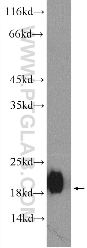 Western Blot (WB) analysis of mouse liver tissue using THRSP Polyclonal antibody (13054-1-AP)