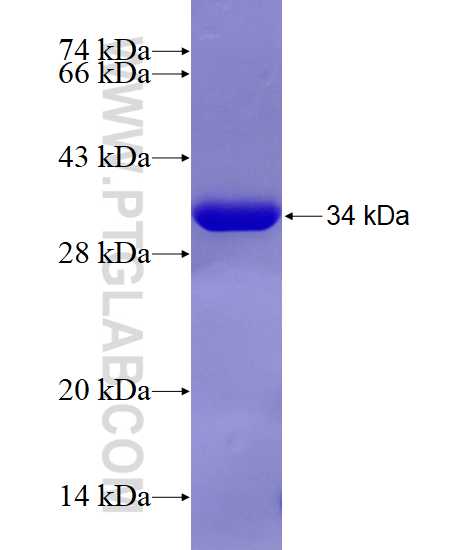 THTPA fusion protein Ag7761 SDS-PAGE