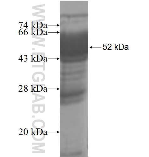 THTPA fusion protein Ag7834 SDS-PAGE