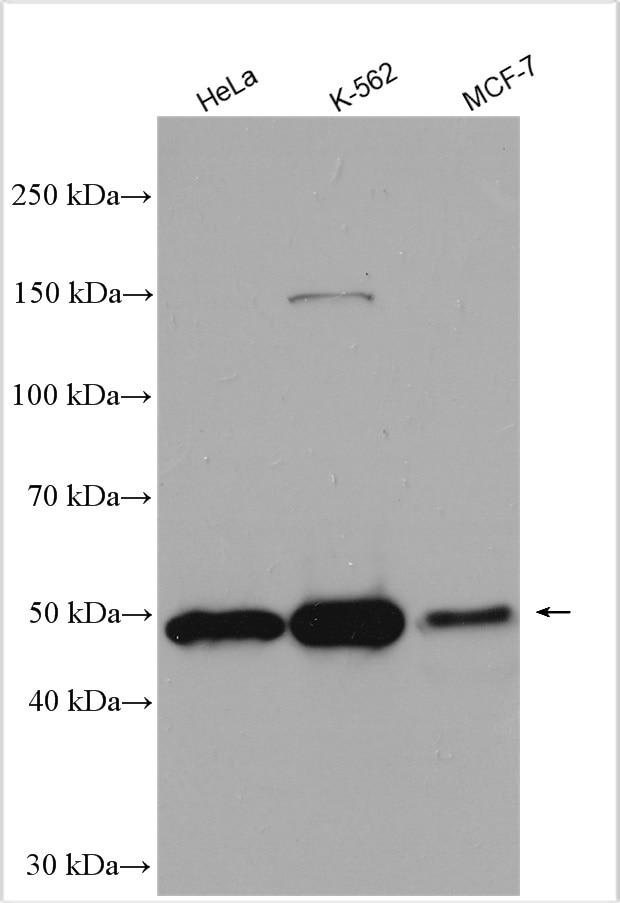 Western Blot (WB) analysis of various lysates using THUMPD1 Polyclonal antibody (14921-1-AP)