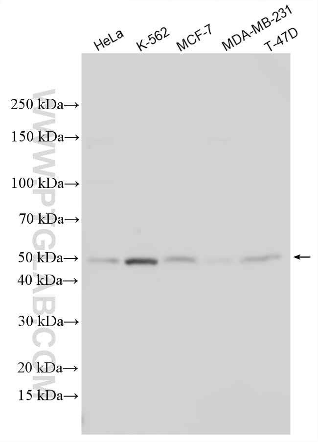 Western Blot (WB) analysis of various lysates using THUMPD1 Polyclonal antibody (14921-1-AP)