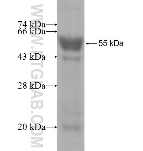 THUMPD1 fusion protein Ag6739 SDS-PAGE