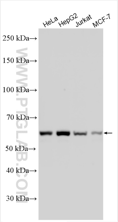 Western Blot (WB) analysis of various lysates using THUMPD2 Polyclonal antibody (21054-1-AP)