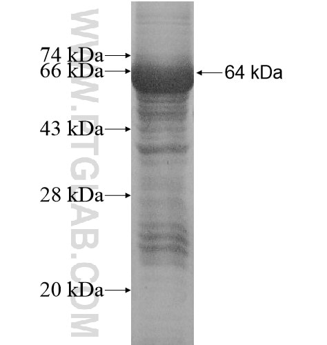 THUMPD2 fusion protein Ag13736 SDS-PAGE